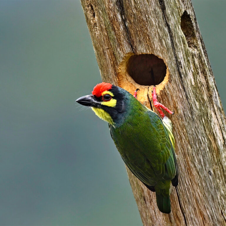 Coppersmith-Barbet-1-Amar