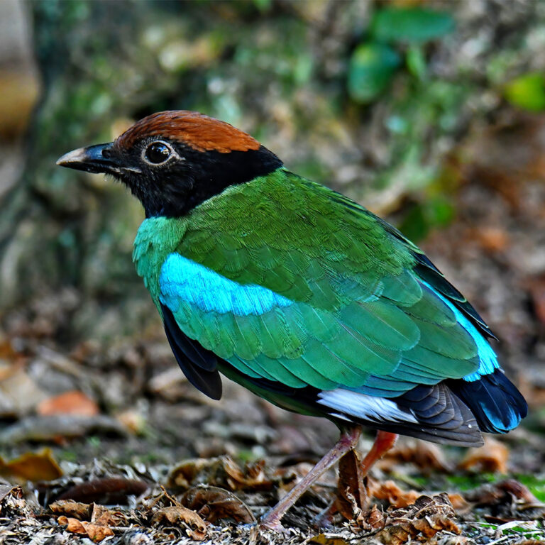 Hooded-Pitta-1-Amar